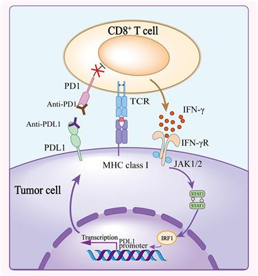 Frontiers | Resistance Mechanisms Of Anti-PD1/PDL1 Therapy In Solid Tumors